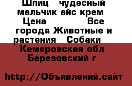 Шпиц - чудесный мальчик айс-крем › Цена ­ 20 000 - Все города Животные и растения » Собаки   . Кемеровская обл.,Березовский г.